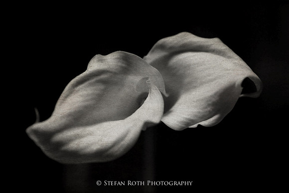Photo-Stefan Roth