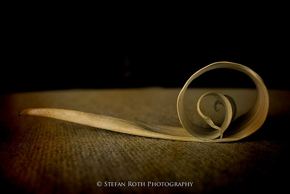 Photo-Stefan Roth